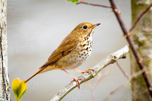 Cute Hermit Thrush bird close up portrait