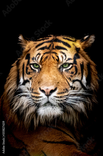 low key tiger profile close-up face