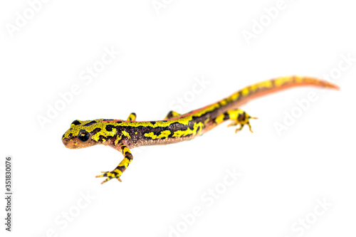 Young marbled newt isolated on white.