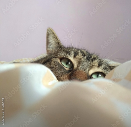 closeup portrait of a cat 