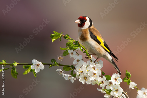 Colorful male of european goldfinch, carduelis carduelis, sitting on twig of tree with blossoming flowers in springtime. Bird with red stripe over eye and yellow plumage on wings.