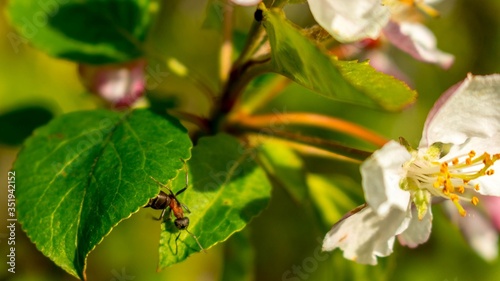 Mrówka makro na liściu zielonym