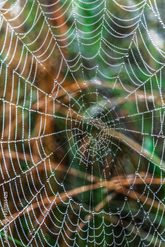 Closeup of dew drops on a spider web after rain, macro