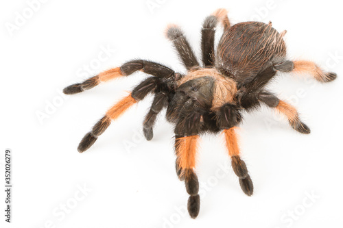 Big tarantula arachnid isolated