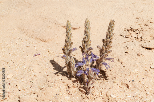 blooming Orobanche mutelii Mutel's Broomrape is a parasitic plant growing on the roots of nearby plants in the negev desert in Israel surrounded by dry sand