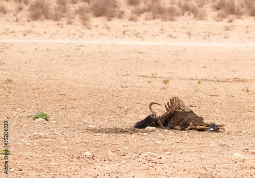 Carcasses of eland and wildebeest killed by drought in Kgalagdi Park, Kalahari, South Africa