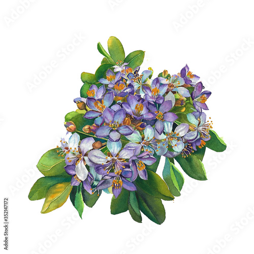 lignum vitae bouquet on white background