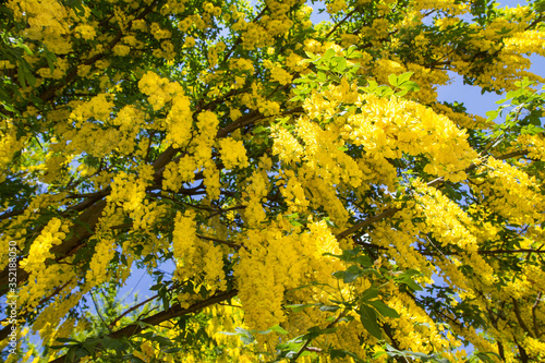 The Common laburnum (Laburnum anagyroides) blooming