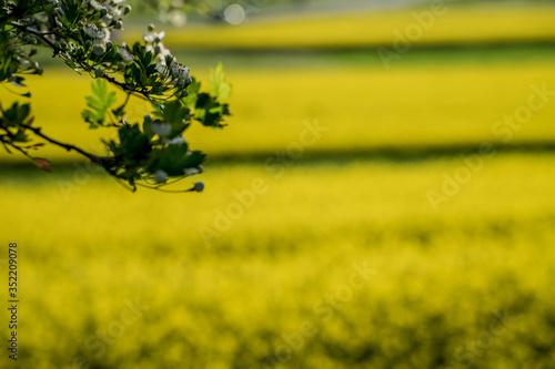  rapeseed field