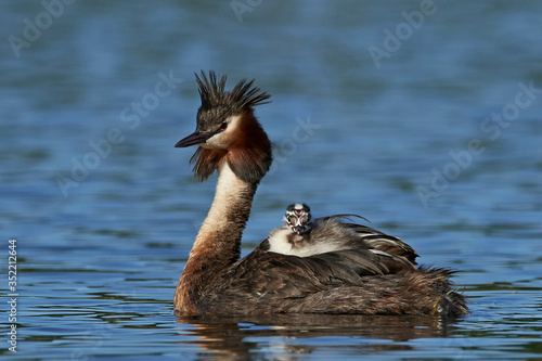 Great crested grebe (Podiceps cristatus)