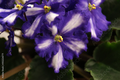 Indoor flower violet close-up. White-purple flowers.