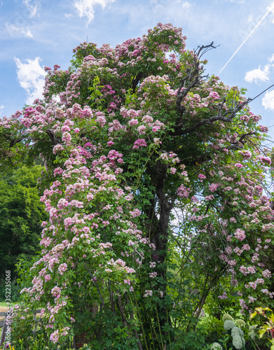 Huge pink rambler / climbing rose on a tree under blue sunny sky with some clouds