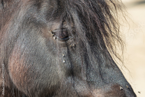 Shetland pony portrait of a horse's head with a detail of an eye