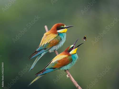 Bee-eater feeding (Merops apiaster)