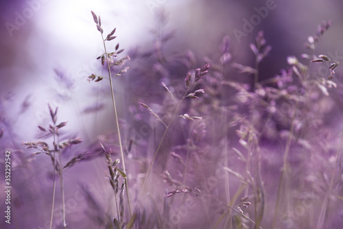 Nature Art - Selective Focus of Purple Grasses