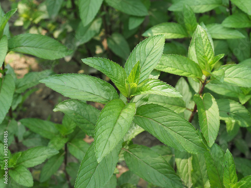 peppermint plant (Mentha piperita)