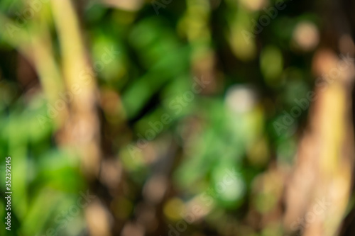 Colorful blurred in the green garden. Abstract blur foliage background in Springtime. Summer bright bokeh.