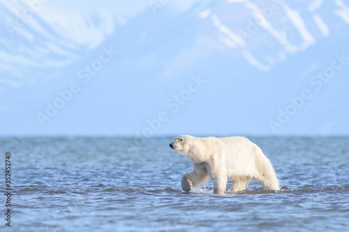 Polar bear on the beach in Spitzbergen