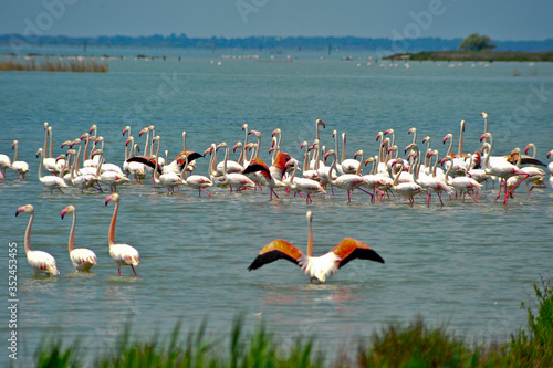 Fenicotteri birdwatching