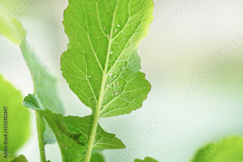 White flies greenhouse pest, whiteflies on green leaf