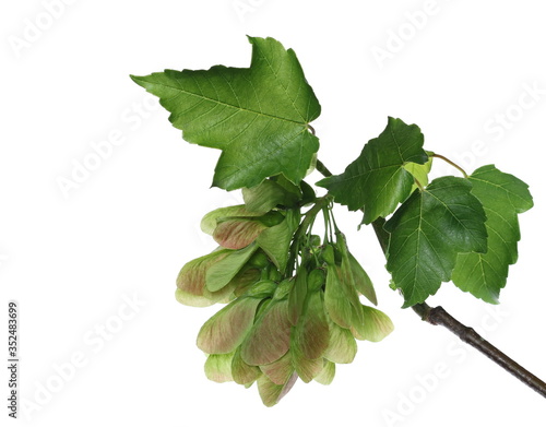 Maple tree, acer pseudoplatanus, leaves and seeds with twig, branch isolated on white background with clipping path