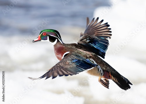 Wood duck male (Aix sponsa) with colourful wings taking flight over the winter snow in Ottawa, Canada