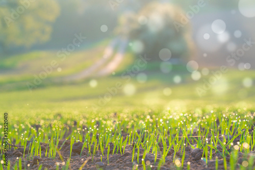 Early morning wheat field with bokeh effect