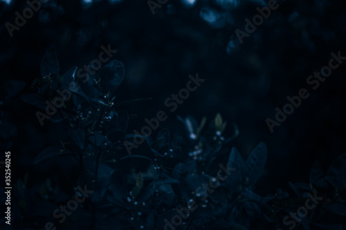 Dark blue color leaves background