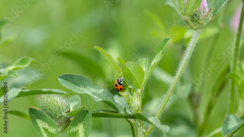 テントウムシ、若草の上に留る赤黒の虫