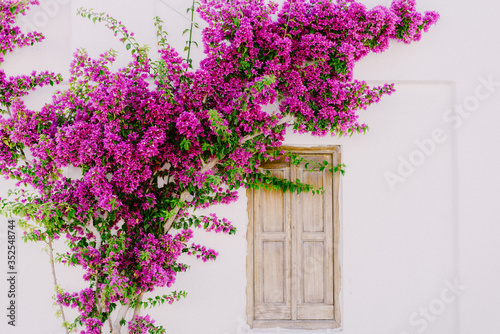 bougainvillea flower in white wall