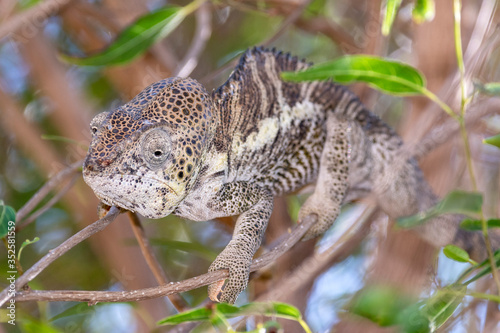 Pantherchamäleon im Regenwald von Madagaskar