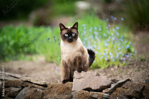 siamese cat outdoors in the garden