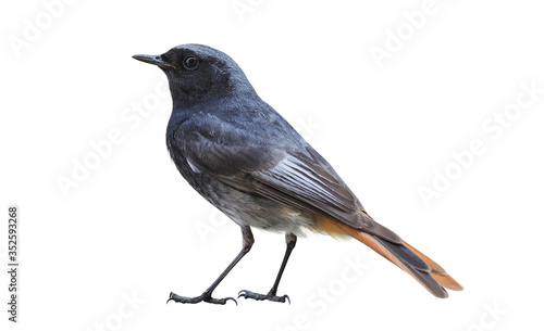 Male of black redstart (Phoenicurus ochruros), isolated on white background