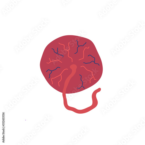placenta doodle icon, vector illustration