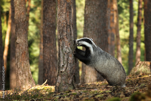 Badger in forest, animal nature habitat, Czech republic, Europe. Wildlife scene. Wild Badger, Meles meles, animal in wood. European badger.