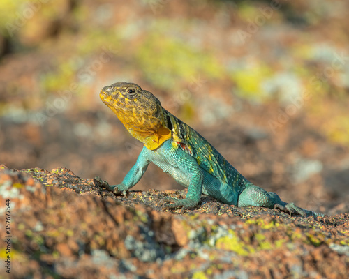 Male Collared Lizard basking on a rock