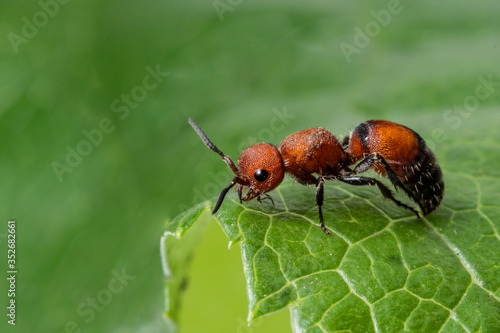 Red Velvet Ant (Dasymutilla occidentalis)