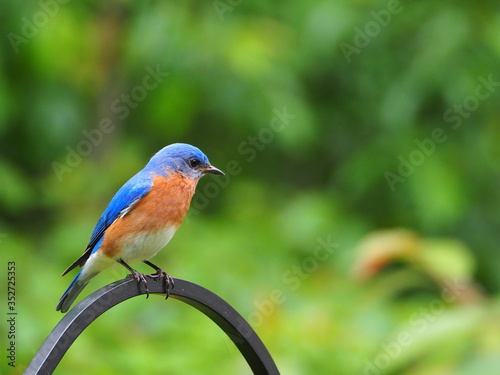 beautiful male eastern bluebird