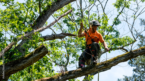 Worker in orange shirt in tree cutting off dead branches