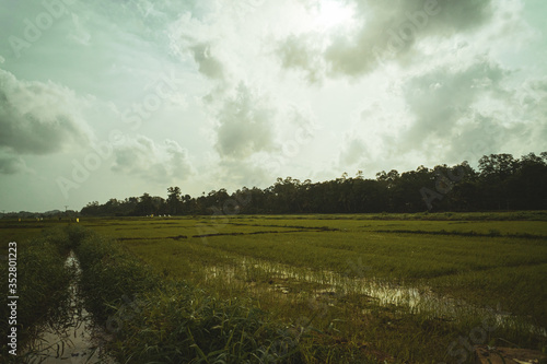 Azjatycki krajobraz wiejski, pola rolne, pola ryżowe, palmy.