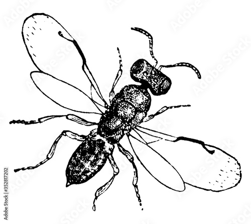 Wasp, vintage illustration.