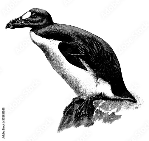 Great Auk, vintage illustration.