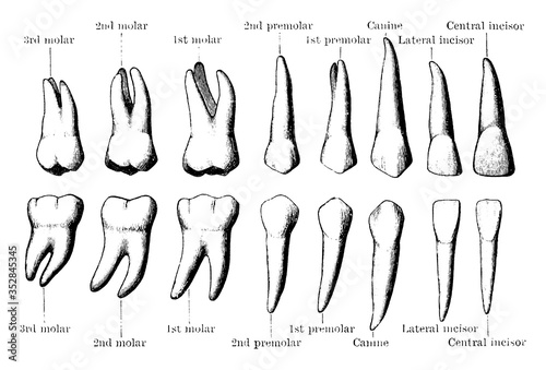 Permanent teeth, vintage illustration.