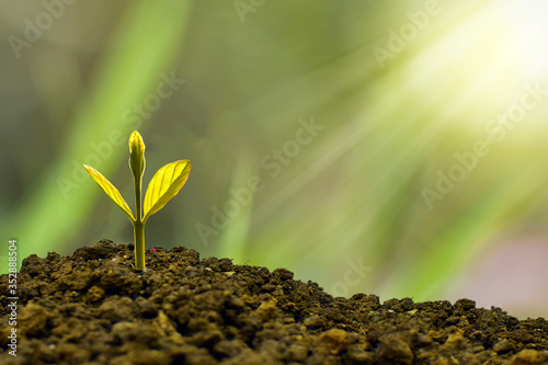 Young plant growing in the morning light and green nature bokeh background , new life growth ecology business financial progress concept ,Earth Day