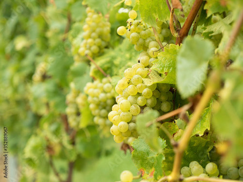 German vineyard with harvest ripe white wine grapes of the vine variety riesling with defocused background on a sunny autumn day.