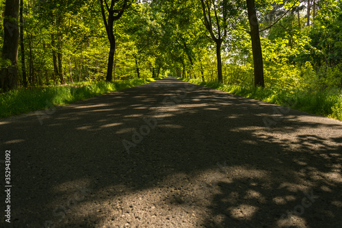 asfaltowa jezdnia w cieniu drzew
