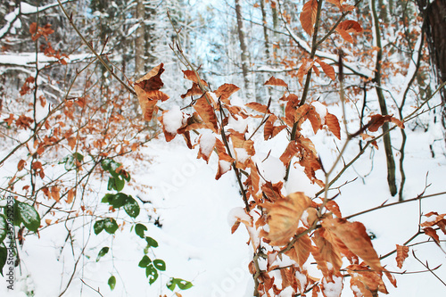 autumn leaves in the snow