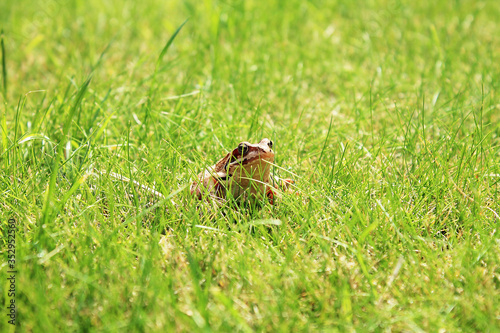 frog on a green grass