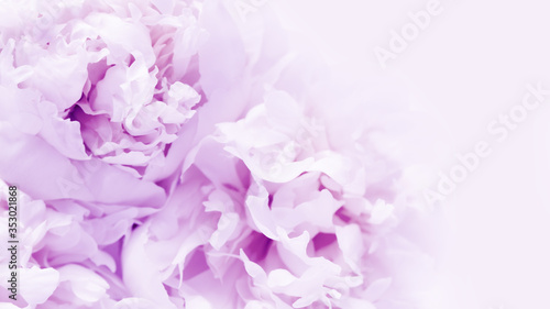Beautiful blooming flowers. Proton purple peonies background with copy space.Soft focus. Nature background.