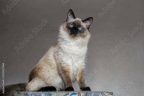 Beautiful balinese cat with blue eyes and long hair